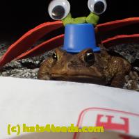 /home//u458753944/public_html/sourcegallery//Roxborough Toad Detour/2013-2019/2018/2018-04-13/P4130033.JPG